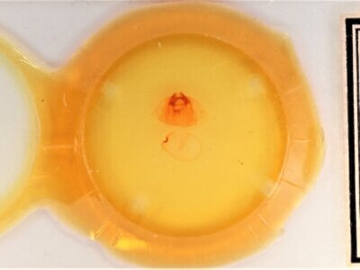 slide view of adult Gluphisia septentrionis