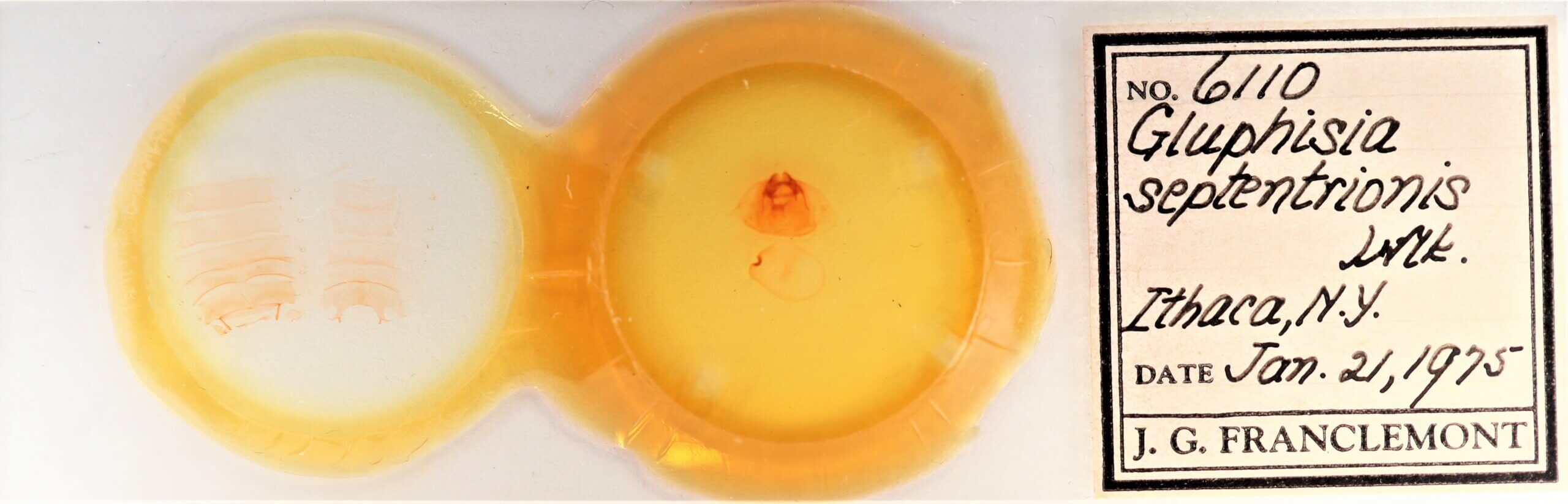 slide view of adult Gluphisia septentrionis