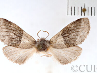 dorsal view of adult Gluphisia septentrionis