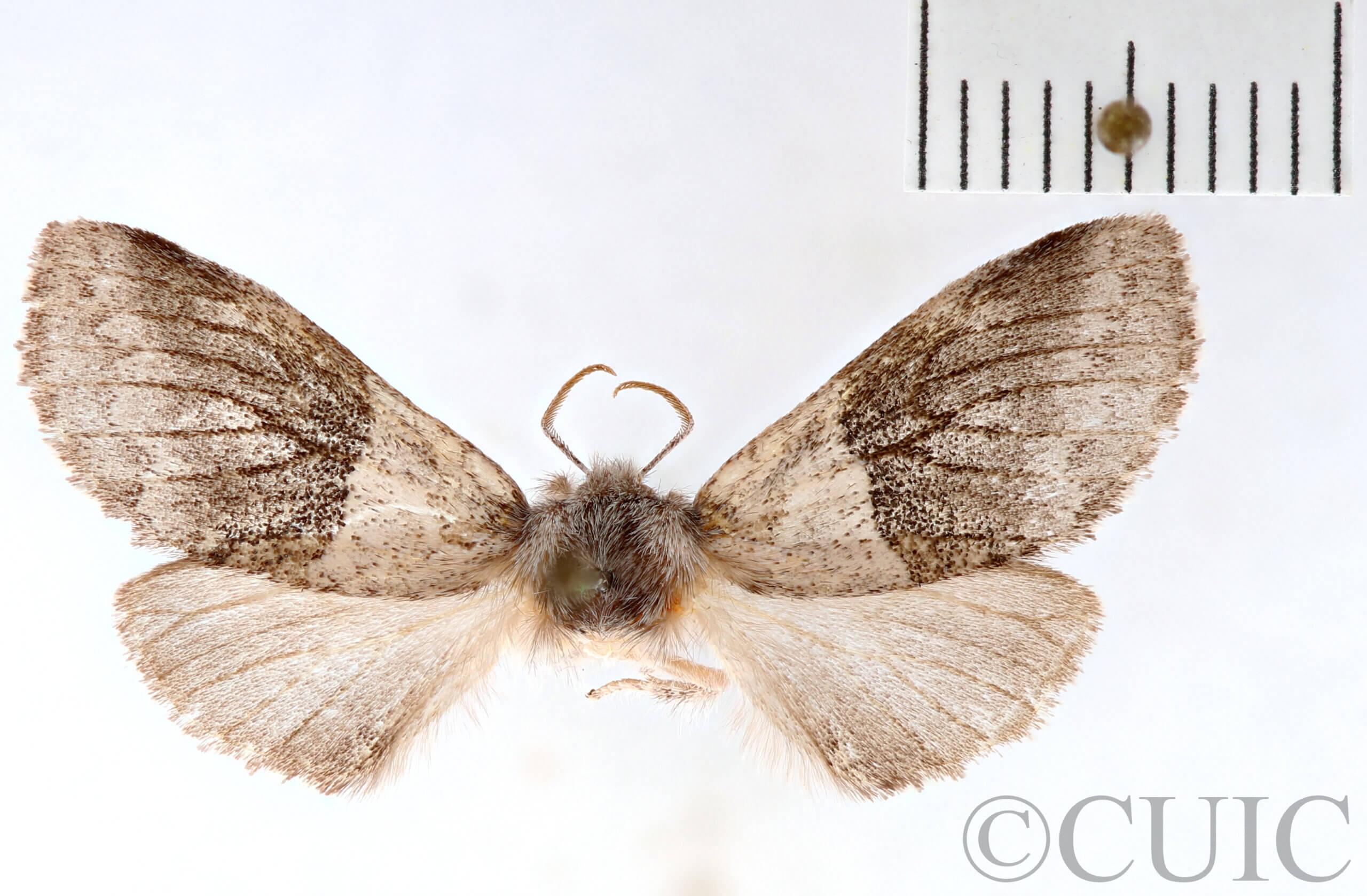 dorsal view of adult Gluphisia septentrionis