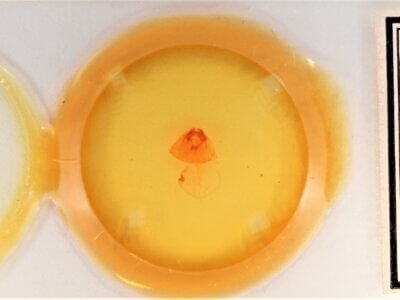 slide view of adult Gluphisia septentrionis