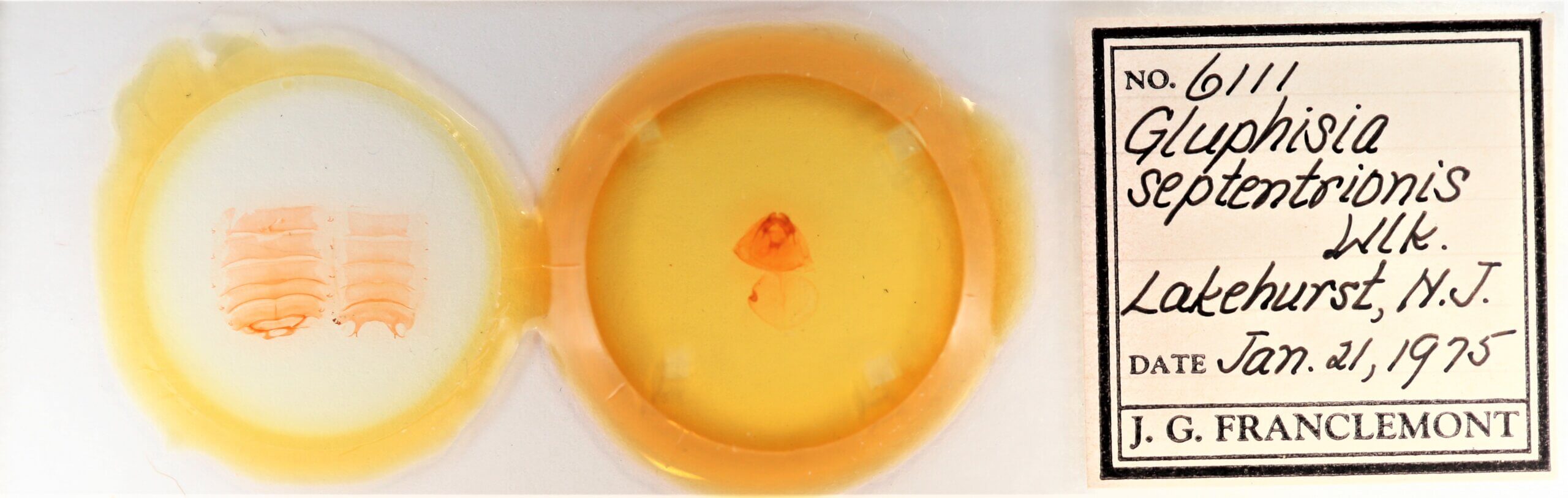 slide view of adult Gluphisia septentrionis