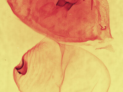 genitalia view of adult Gluphisia septentrionis