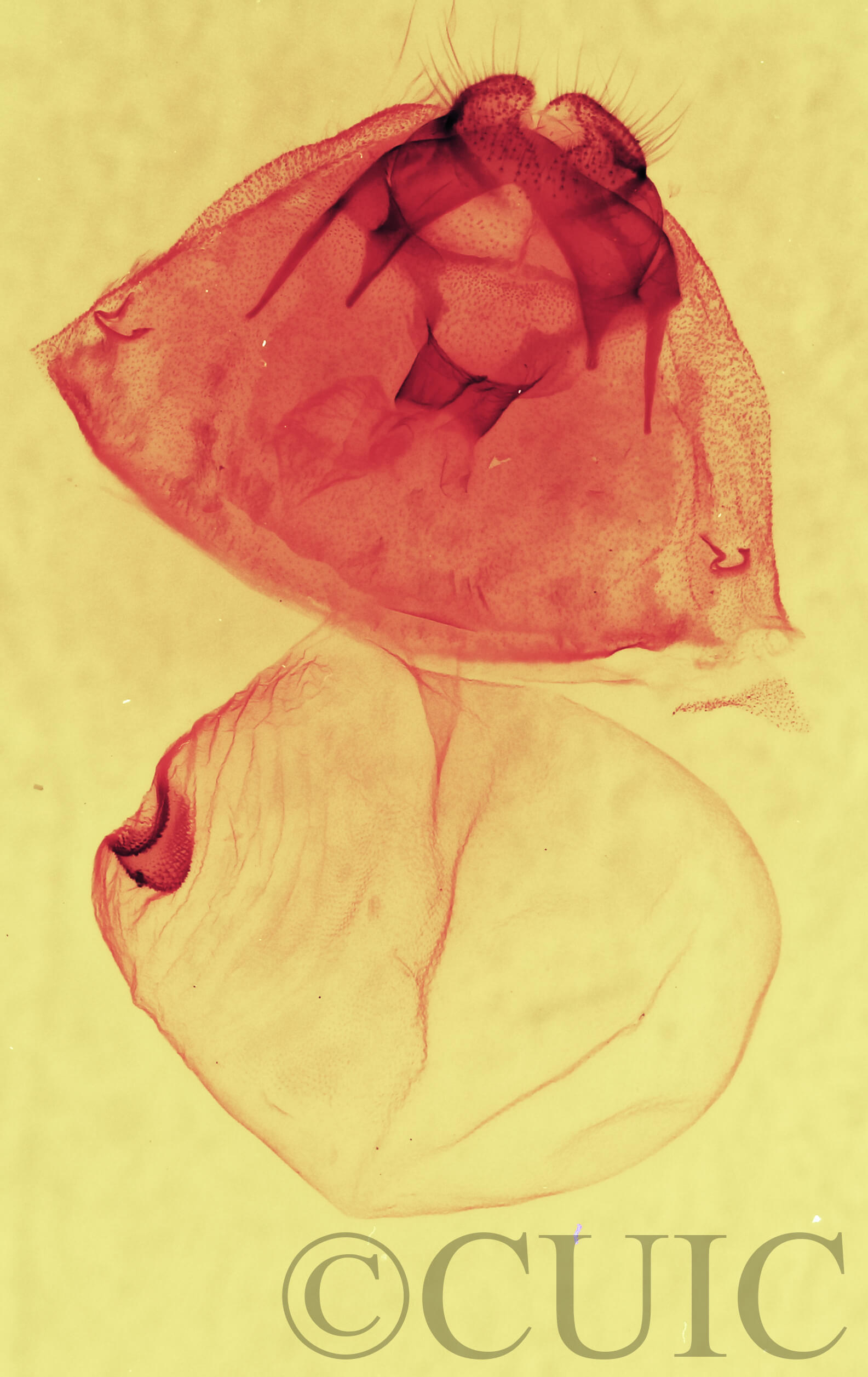 genitalia view of adult Gluphisia septentrionis