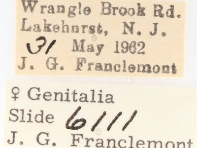 label view of adult Gluphisia septentrionis