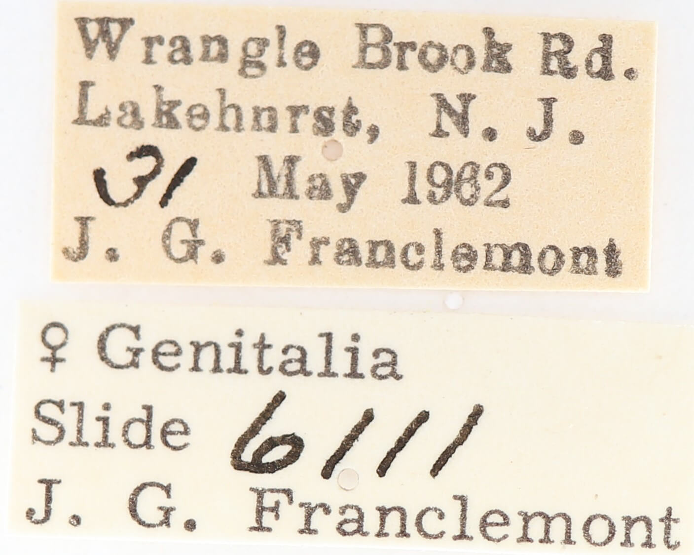 label view of adult Gluphisia septentrionis