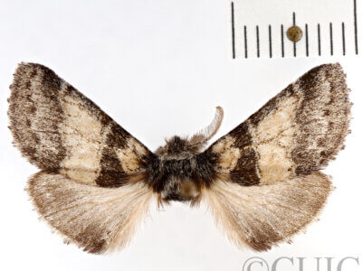 dorsal view of adult Gluphisia septentrionis