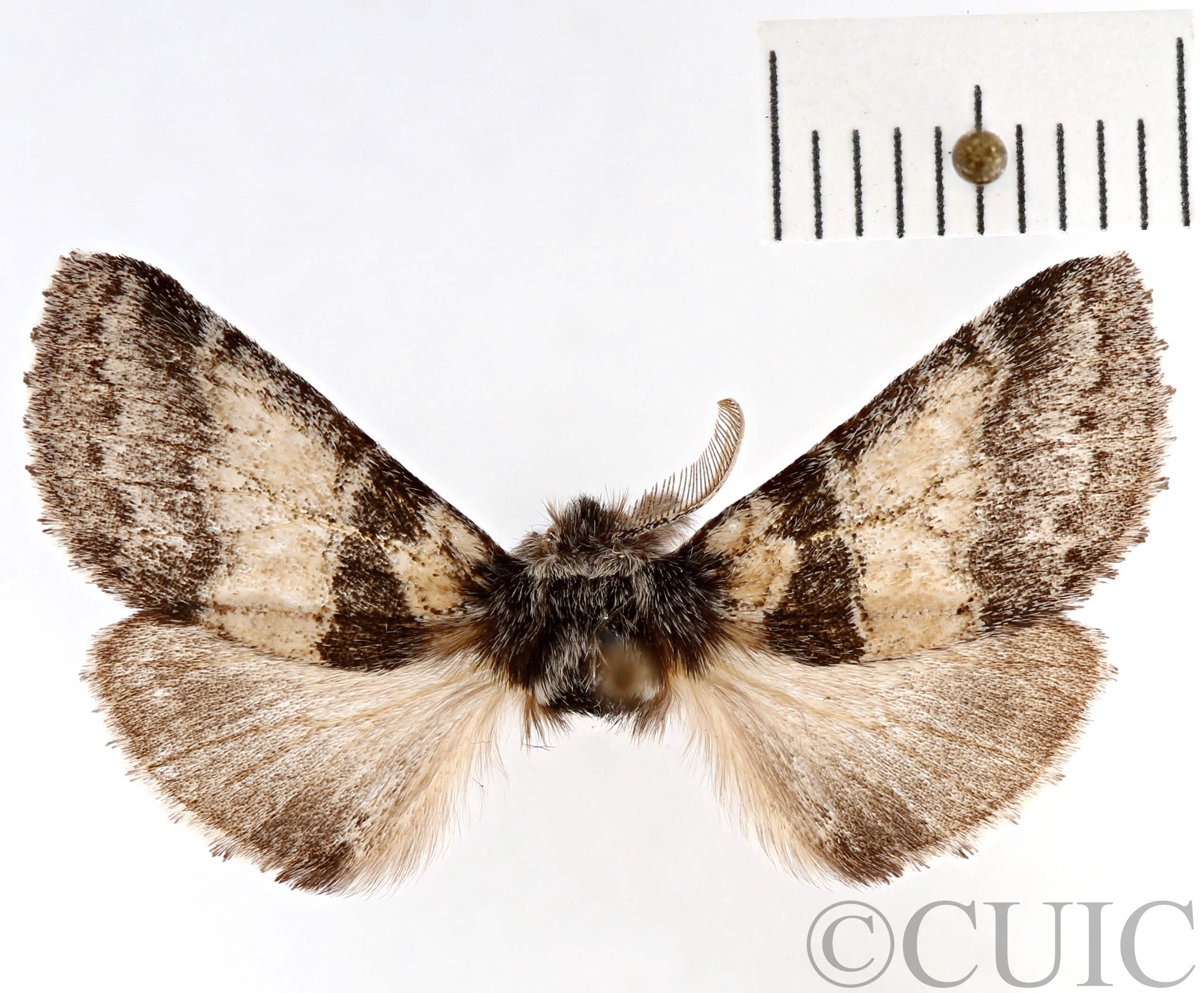 dorsal view of adult Gluphisia septentrionis