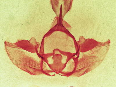 genitalia view of adult Gluphisia septentrionis