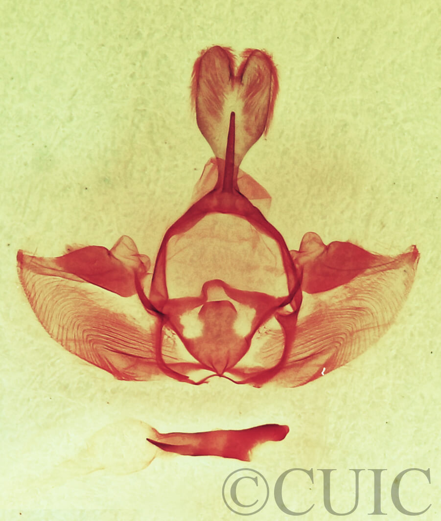 genitalia view of adult Gluphisia septentrionis