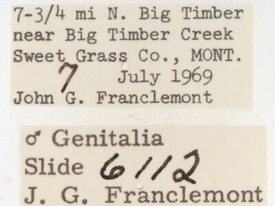 label view of adult Gluphisia septentrionis