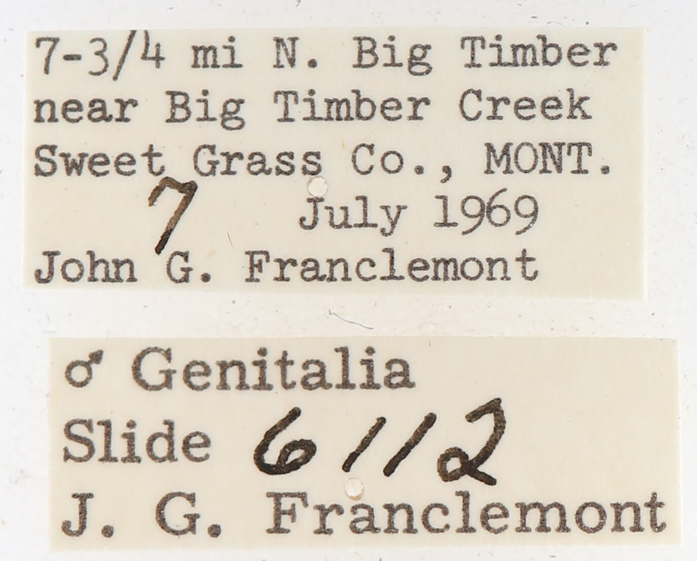 label view of adult Gluphisia septentrionis