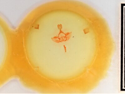 slide view of adult Gluphisia septentrionis