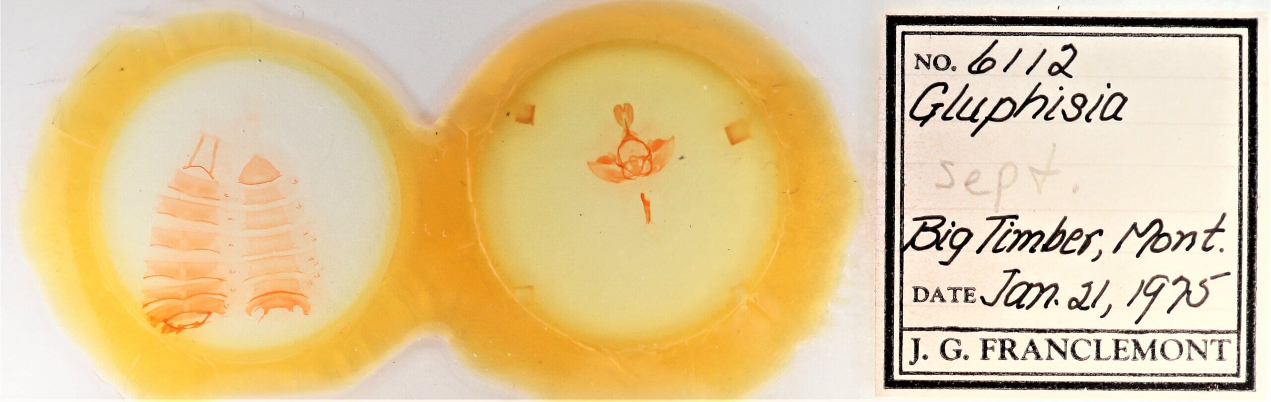 slide view of adult Gluphisia septentrionis