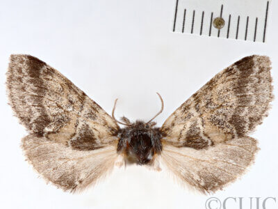 dorsal view of adult Gluphisia septentrionis