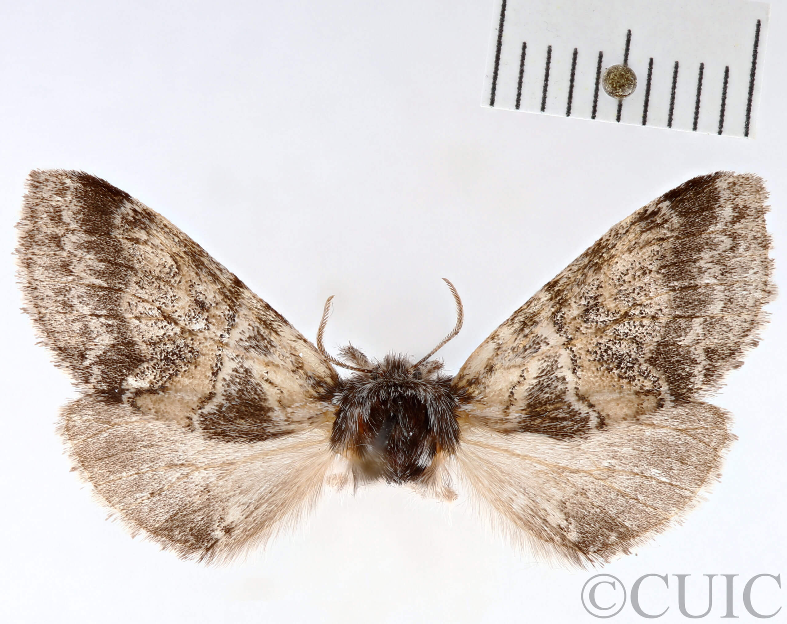 dorsal view of adult Gluphisia septentrionis