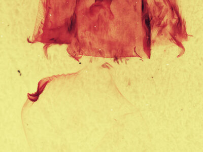 genitalia view of adult Gluphisia septentrionis