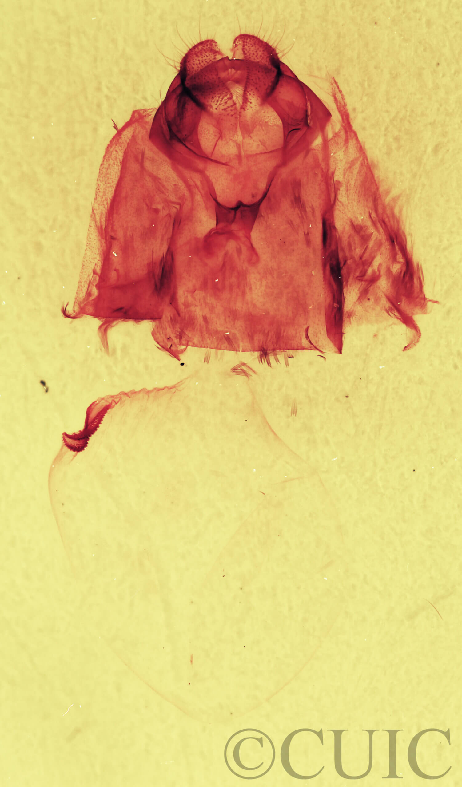 genitalia view of adult Gluphisia septentrionis