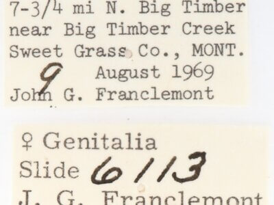 label view of adult Gluphisia septentrionis