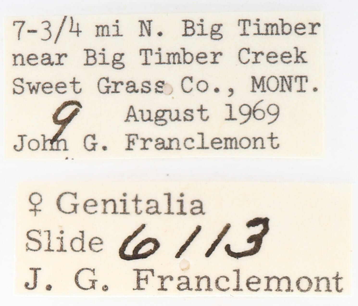 label view of adult Gluphisia septentrionis