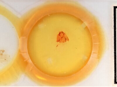 slide view of adult Gluphisia septentrionis