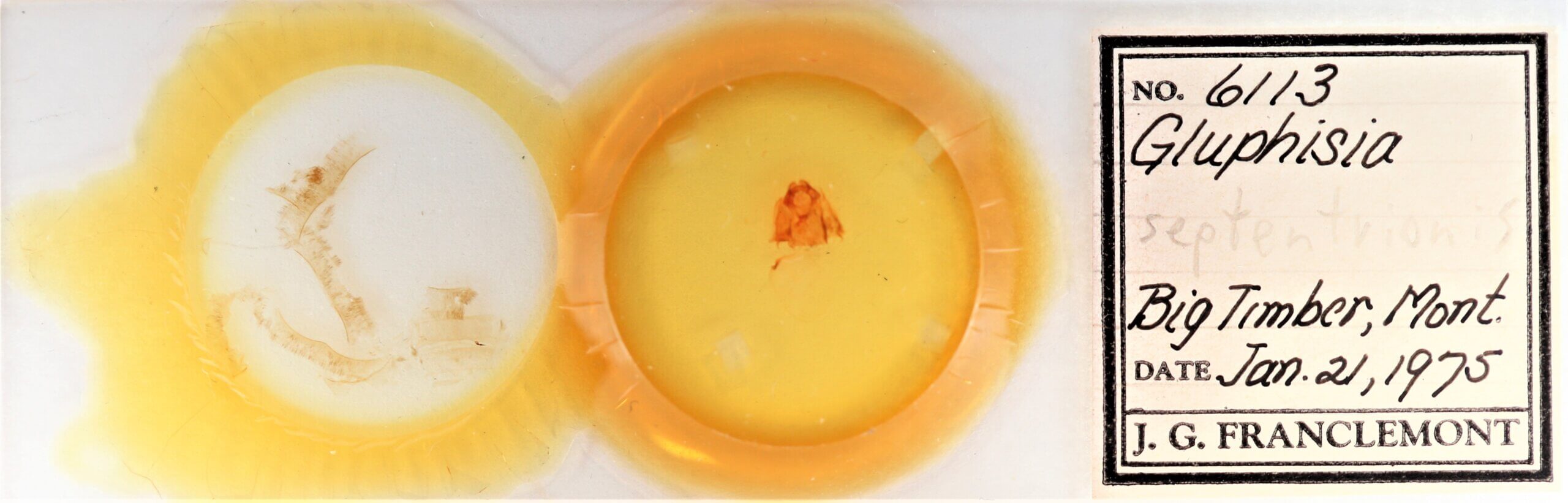 slide view of adult Gluphisia septentrionis