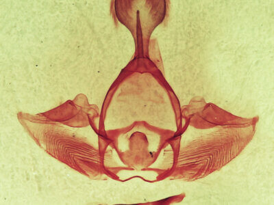 genitalia view of adult Gluphisia septentrionis
