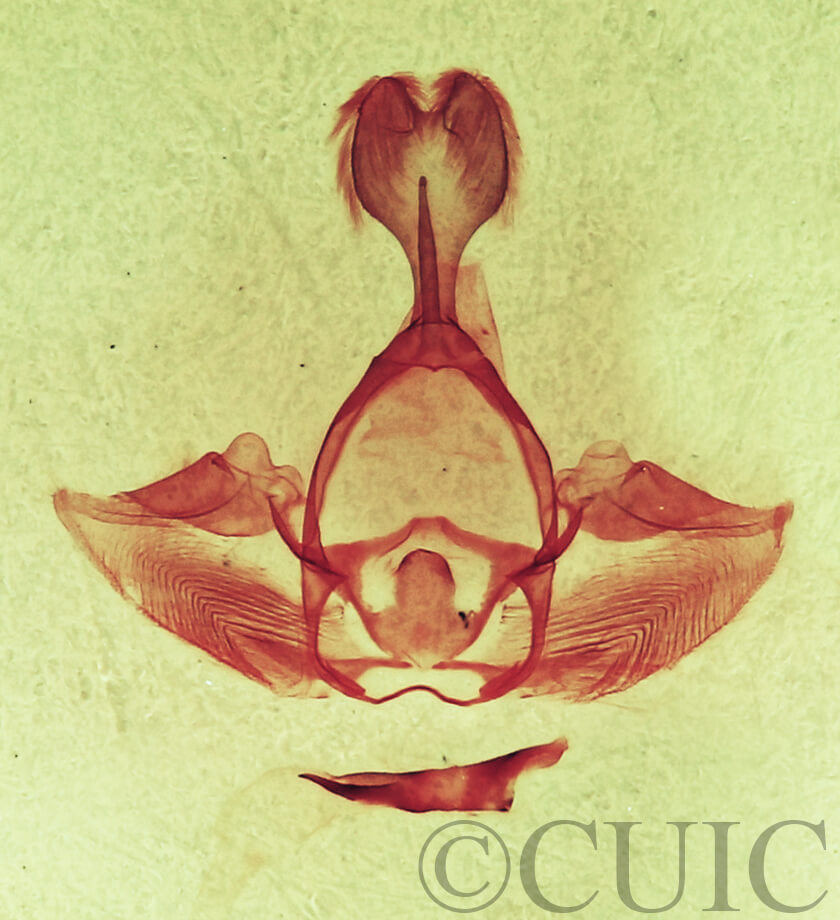 genitalia view of adult Gluphisia septentrionis