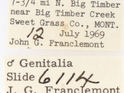 label view of adult Gluphisia septentrionis