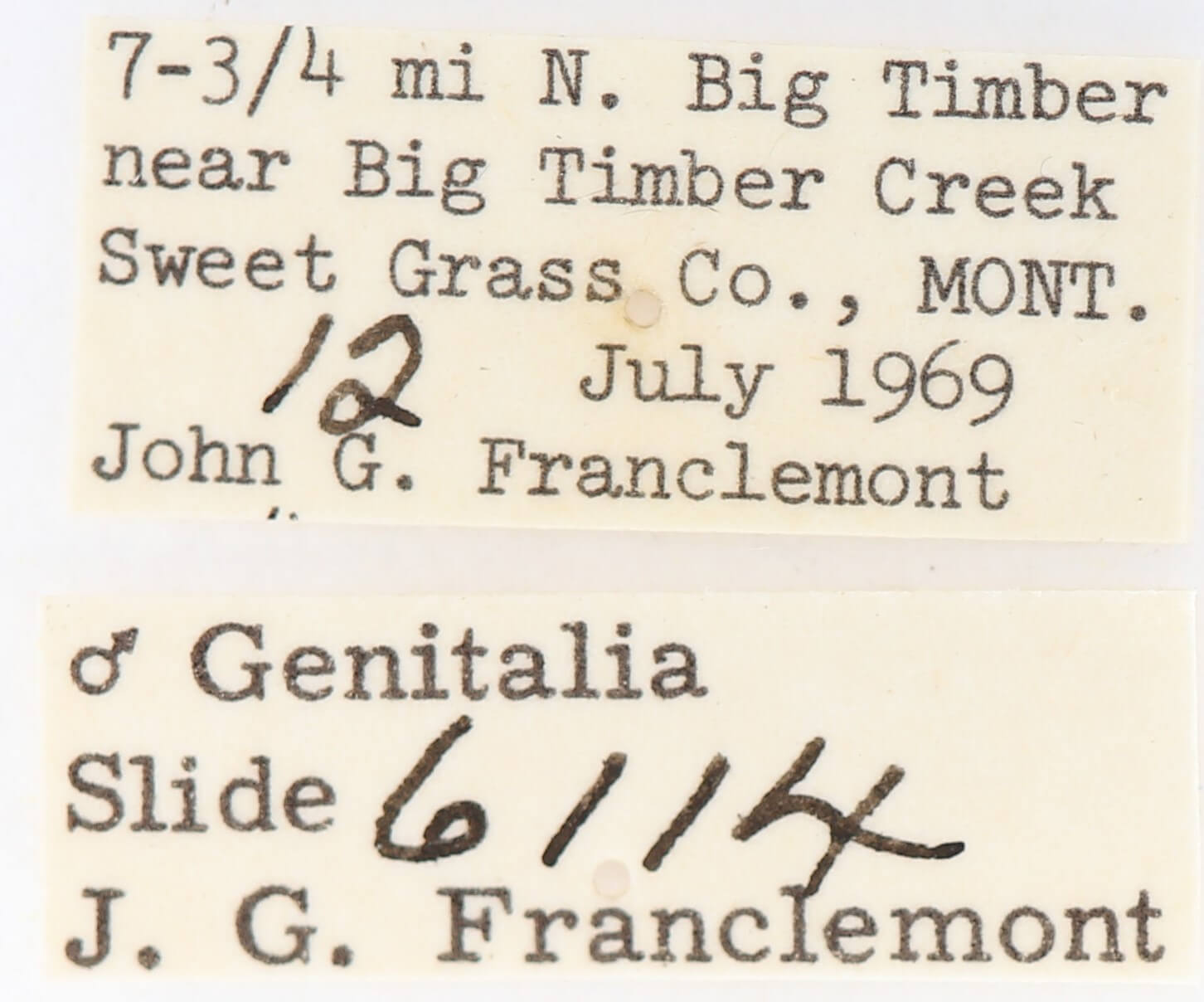 label view of adult Gluphisia septentrionis