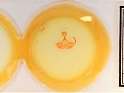 slide view of adult Gluphisia septentrionis