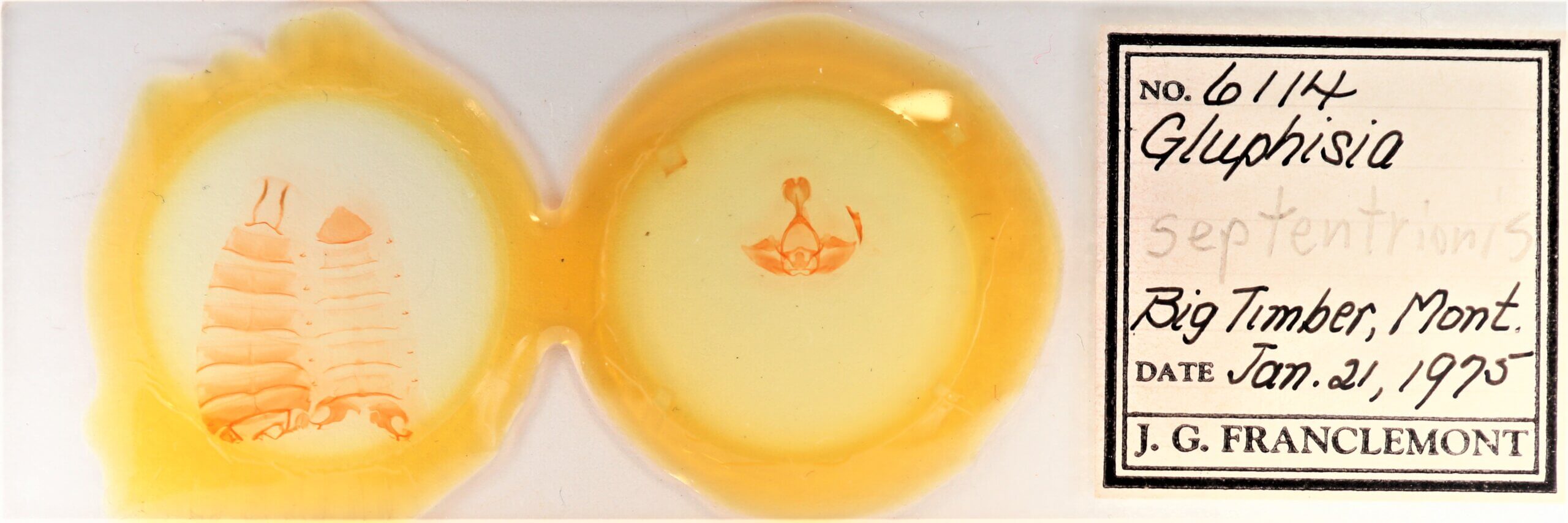 slide view of adult Gluphisia septentrionis