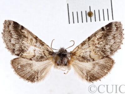 dorsal view of adult Gluphisia septentrionis