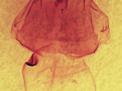 genitalia view of adult Gluphisia septentrionis