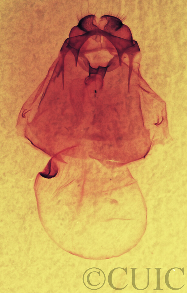 genitalia view of adult Gluphisia septentrionis