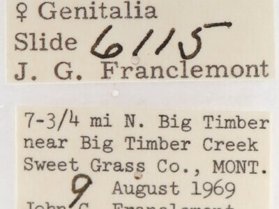 label view of adult Gluphisia septentrionis