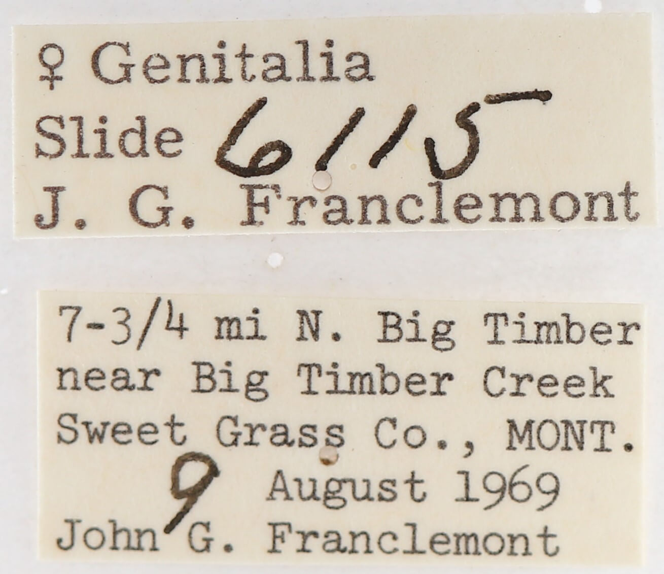 label view of adult Gluphisia septentrionis