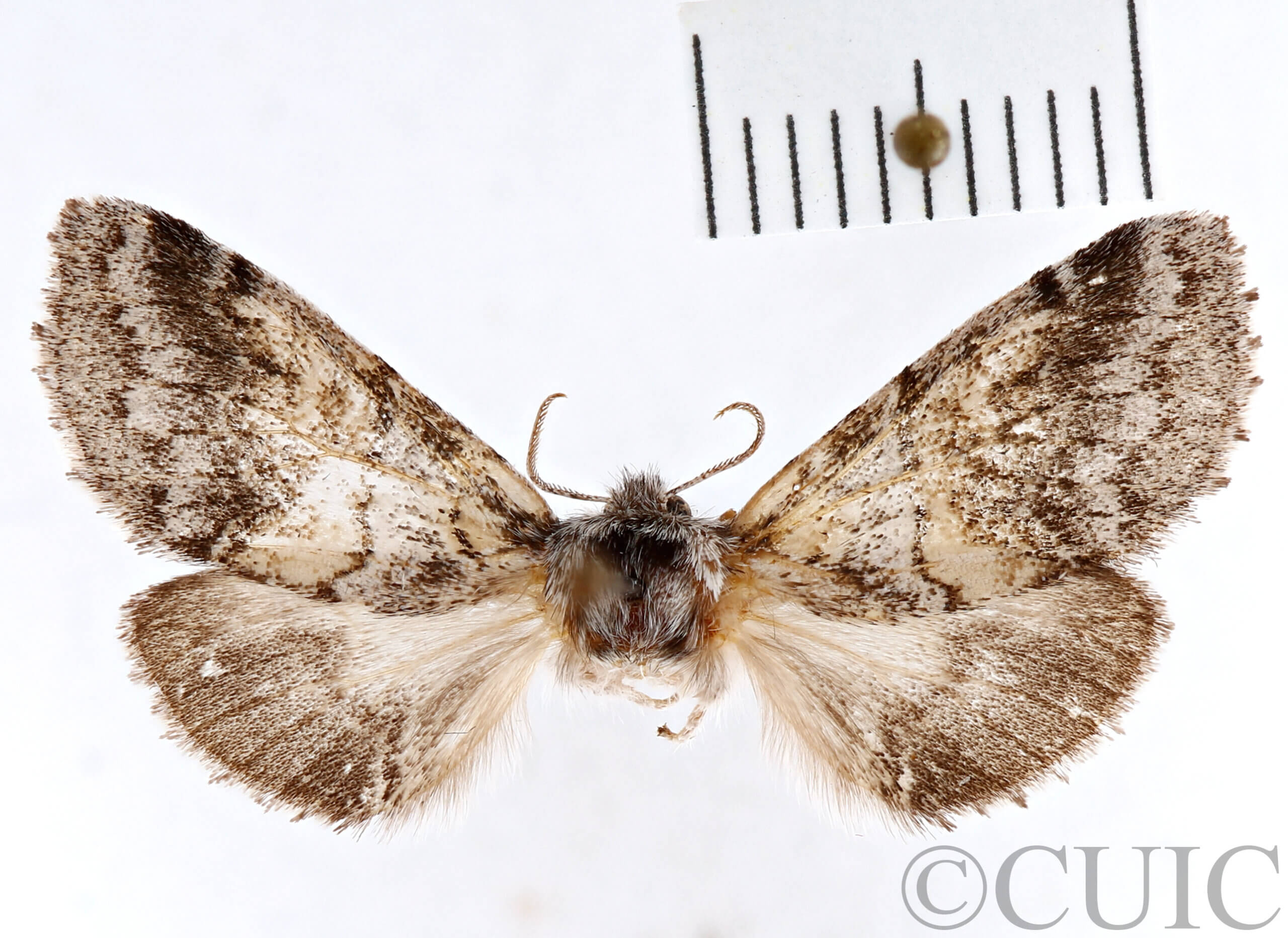 dorsal view of adult Gluphisia septentrionis