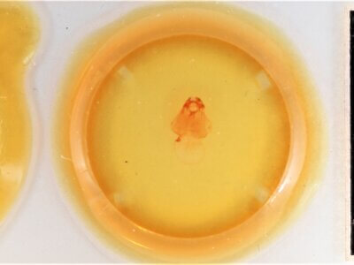 slide view of adult Gluphisia septentrionis