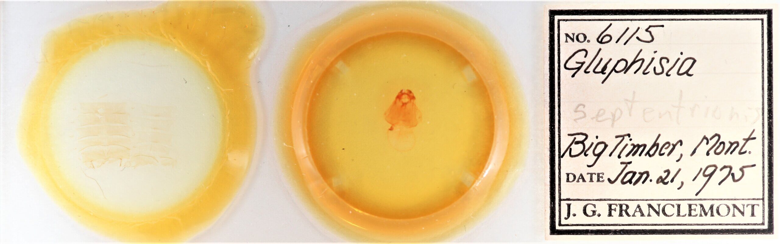 slide view of adult Gluphisia septentrionis