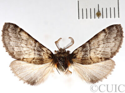 dorsal view of adult Gluphisia septentrionis