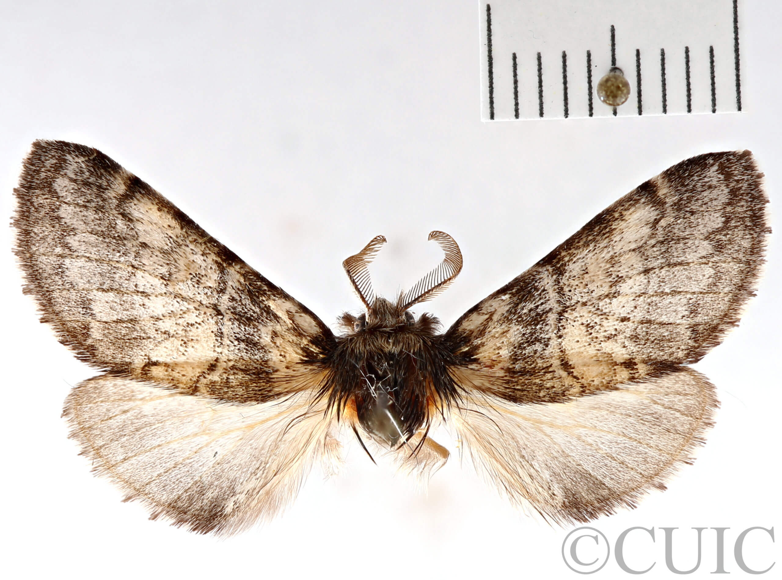 dorsal view of adult Gluphisia septentrionis