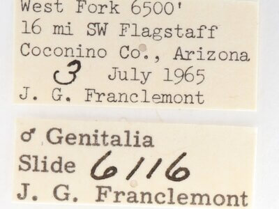 label view of adult Gluphisia septentrionis