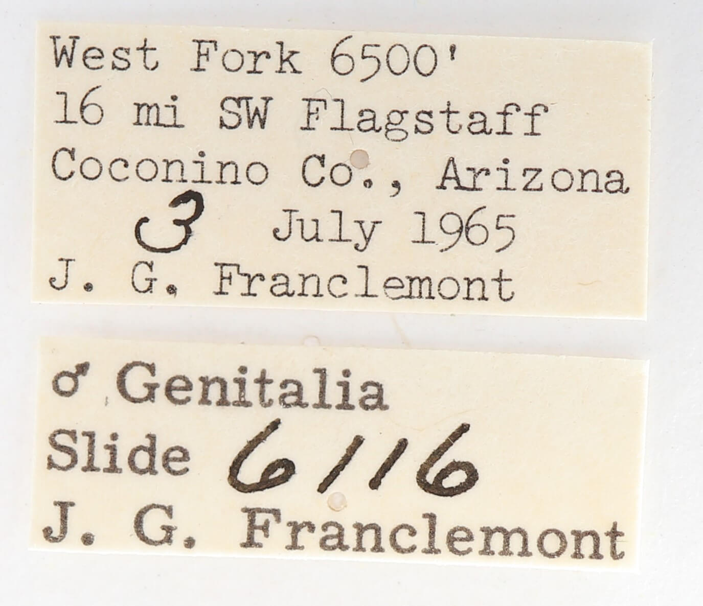 label view of adult Gluphisia septentrionis