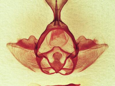 genitalia view of adult Gluphisia septentrionis