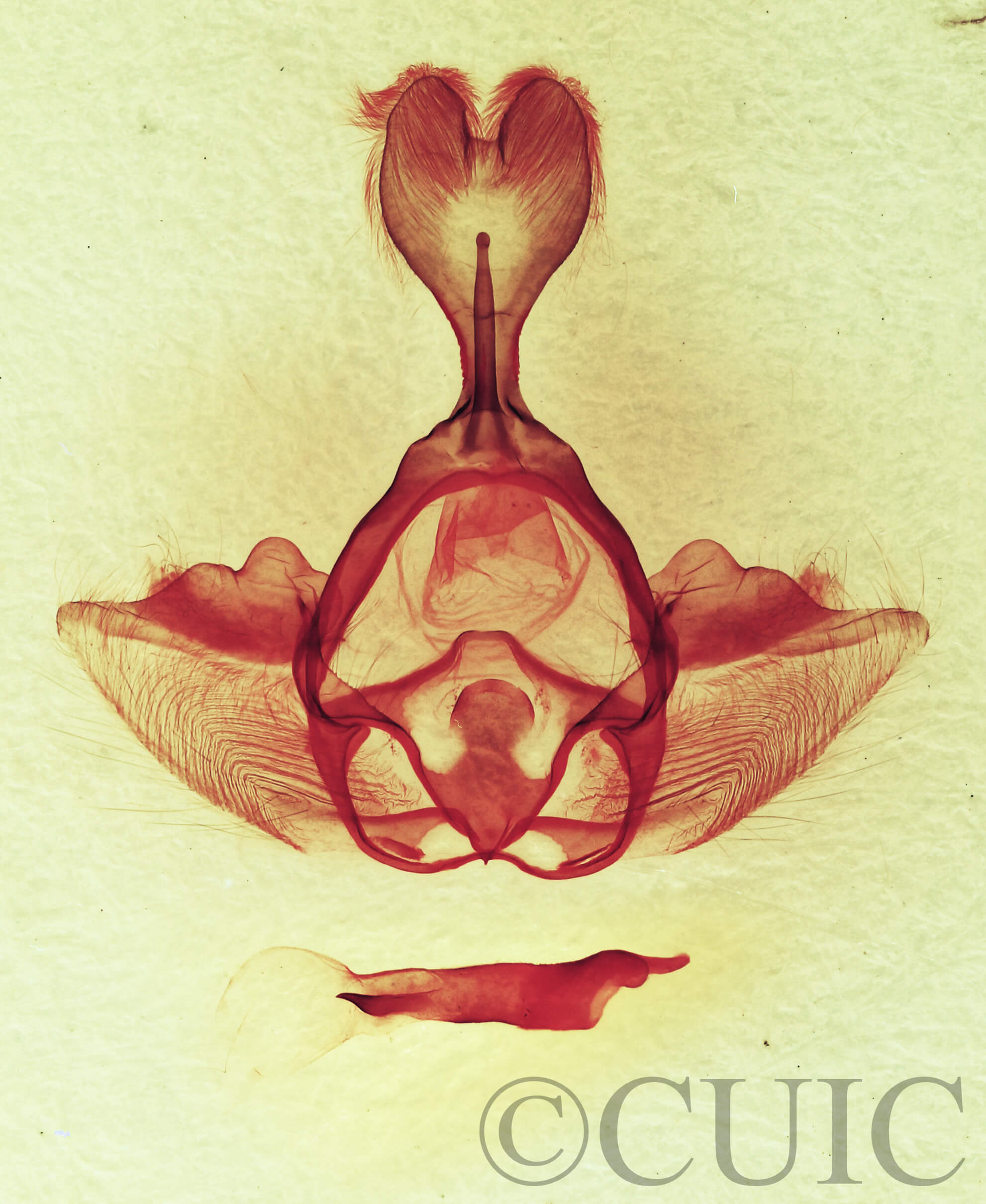 genitalia view of adult Gluphisia septentrionis