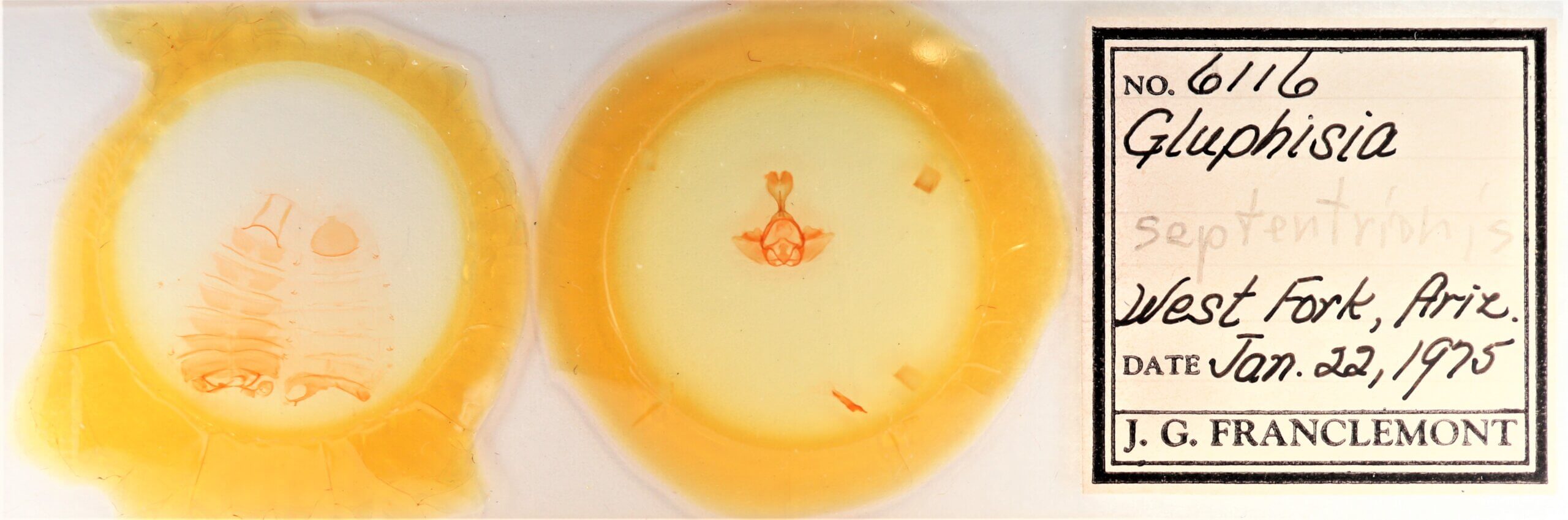 slide view of adult Gluphisia septentrionis