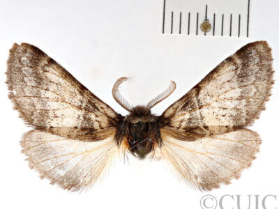 dorsal view of adult Gluphisia septentrionis