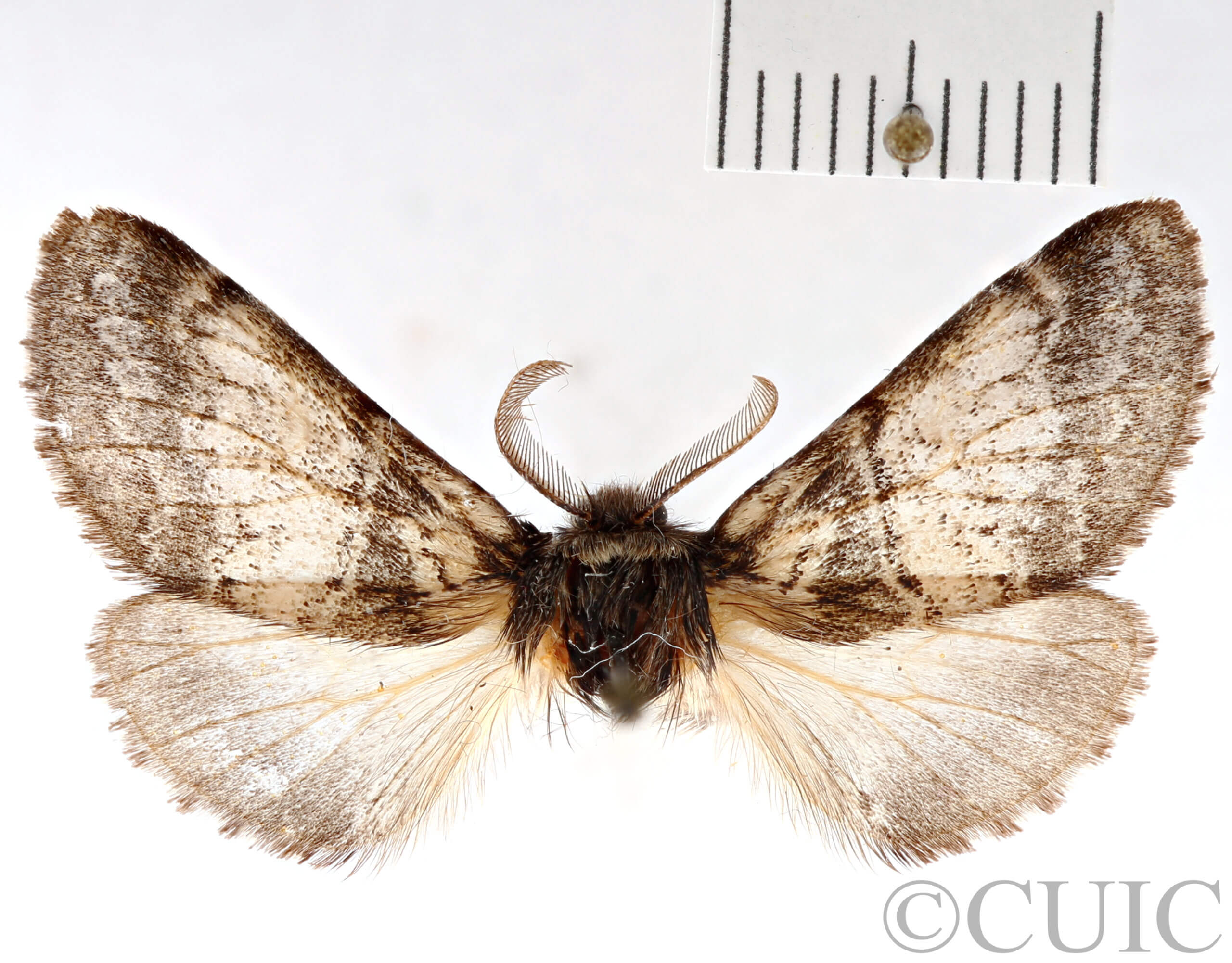 dorsal view of adult Gluphisia septentrionis