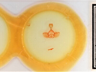 slide view of adult Gluphisia septentrionis